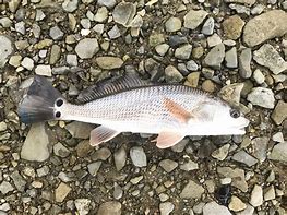 Image result for Red Drum