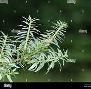 Image result for Totara Tree