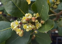 Image result for Laurus Species