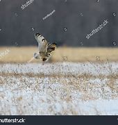 Image result for Baby Black Meadow Vole