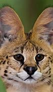 Image result for African Serval House Cat