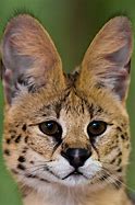 Image result for Serval Cat Figurine