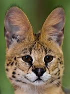 Image result for African Serval House Cat