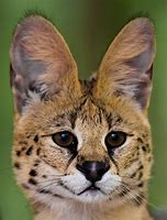 Image result for Serval Cat All Images