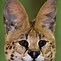 Image result for Serval Cat Figurine