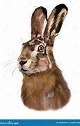 Image result for Hare Eating Grass Clip Art