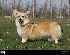 Image result for Corgi Adult Dog