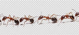 Image result for Translucent Ants