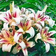 Image result for Waild Lily Forest