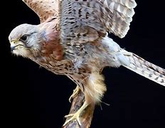 Image result for Kestrel Falconry