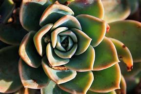 Image result for Succulent Leaf Rose