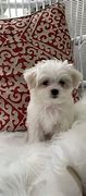 Image result for Black Teacup Maltese