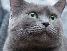 Image result for Russian Blue Rat