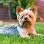 Image result for Poodle Terrier Mix