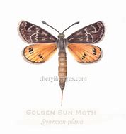 Image result for Sun Moth