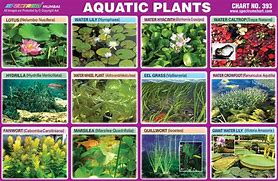 Image result for Medence Plants Chart