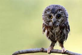 Image result for Cute Funny Owls