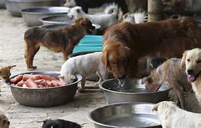 Image result for Dog Meat Market in China