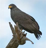 Image result for Black Hawk Bird