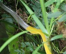 Image result for Yellow Tree Snake