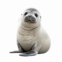 Image result for Without Seal