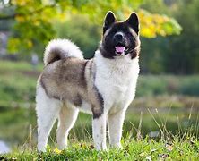 Image result for Akita AKC