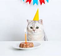 Image result for Business Cat Birthday