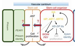 Image result for Vascular Cambium