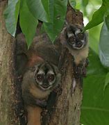 Image result for Panamanian Night Monkey