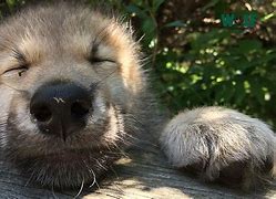 Image result for Where Do Wolves Sleep