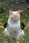 Image result for White Fluffy Cat with Pink Fairy Wings