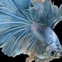 Image result for Blue Fish with Long Tail Fin