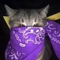 Image result for Bandana Cat Meme