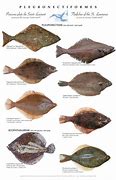 Image result for Pleuronectiformes