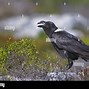 Image result for Ative American Raven