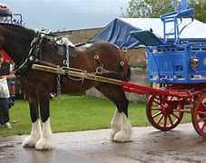 Image result for Shire Horse Saddle