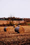 Image result for Hay Name