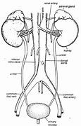 Image result for Structure of Excretory System