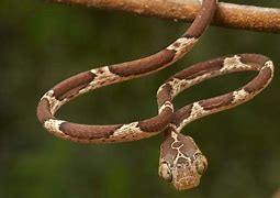 Image result for Blunt Tail Snake