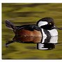 Image result for Hen Hooded Merganser