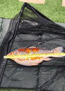 Image result for Striped Koi Carp