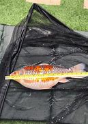 Image result for Baby Koi Carp