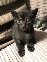 Image result for Black Smoke TabbyCat