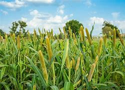 Image result for Millet Field