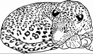 Image result for Snow Leopard Back Markings