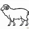 Image result for Drawing of Lamb