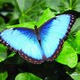 Image result for Butterflies Garden