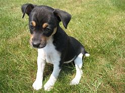 Image result for Rat Terrier Breeds