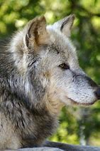 Image result for Close of a Wolf's Side View