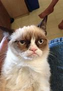 Image result for Grumpy Cat Full Body